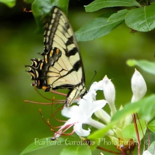 Caught a glimpse of this Giant Swallowtail Pretty cool caught a glimpse of this giant swallowtail pretty cool printsforsale swallowtailbutterfly giant po 2