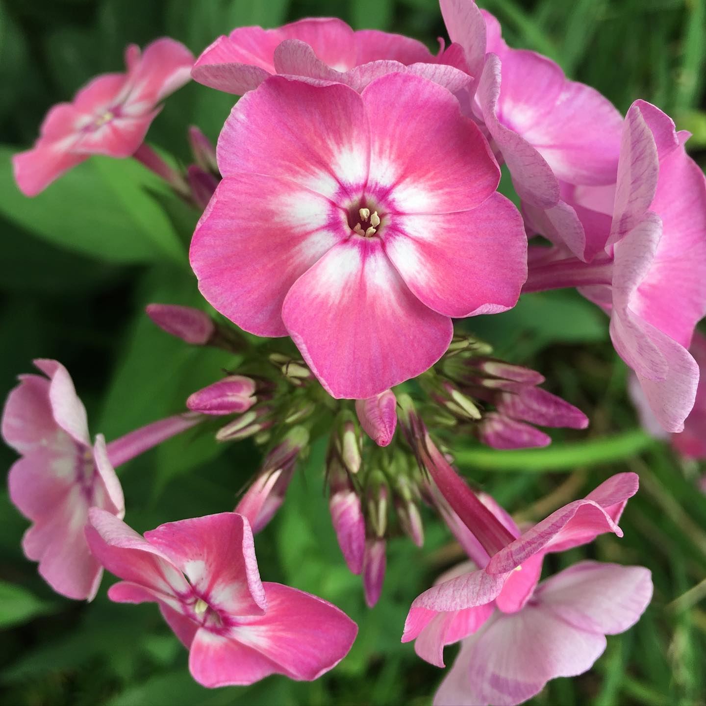  flox volcanic blossoms hotsummertime