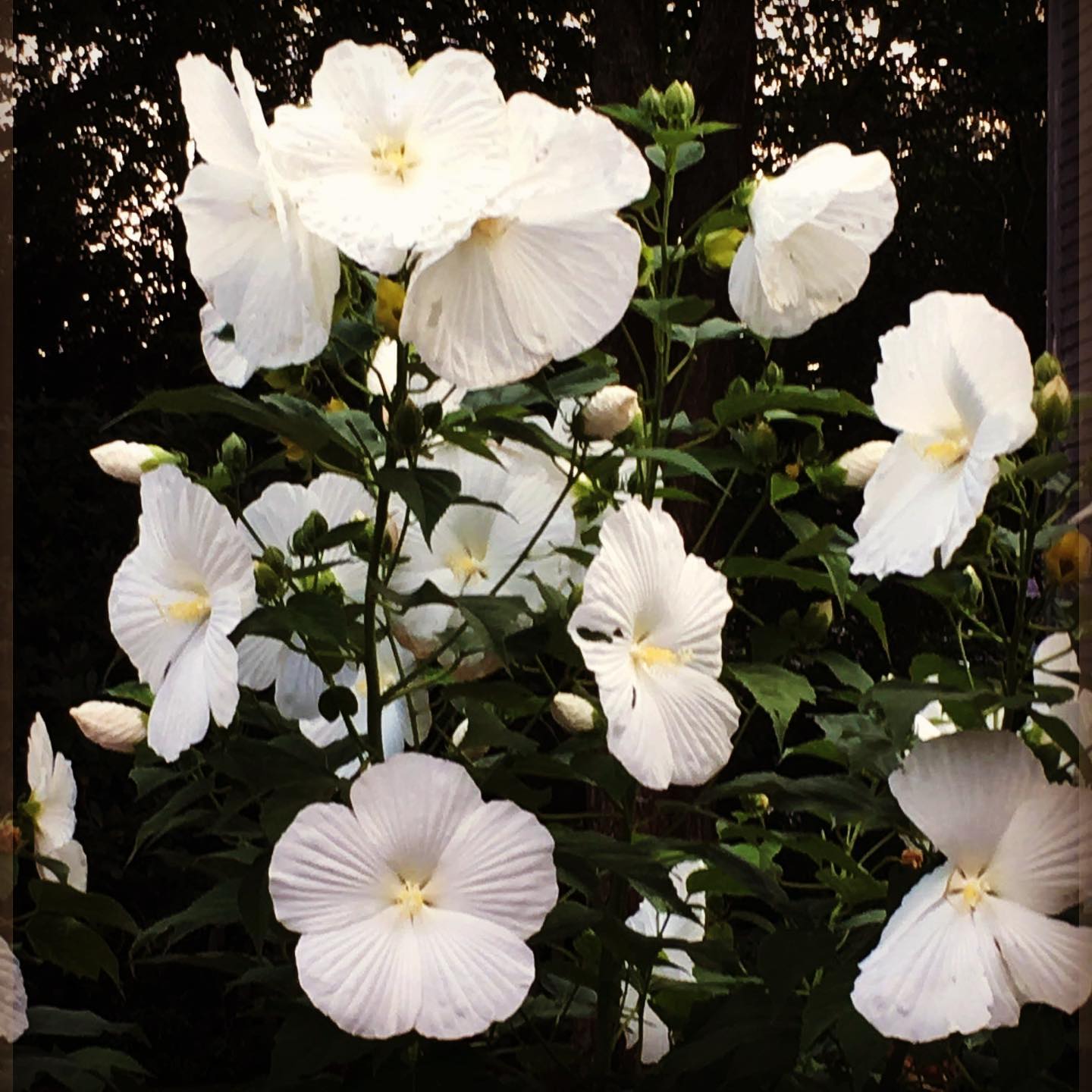 Saw these Dinner Plate Hibiscus so beautiful saw these dinner plate hibiscus so beautiful photographer dinnerplatehibiscus whiteflowers hibiscus