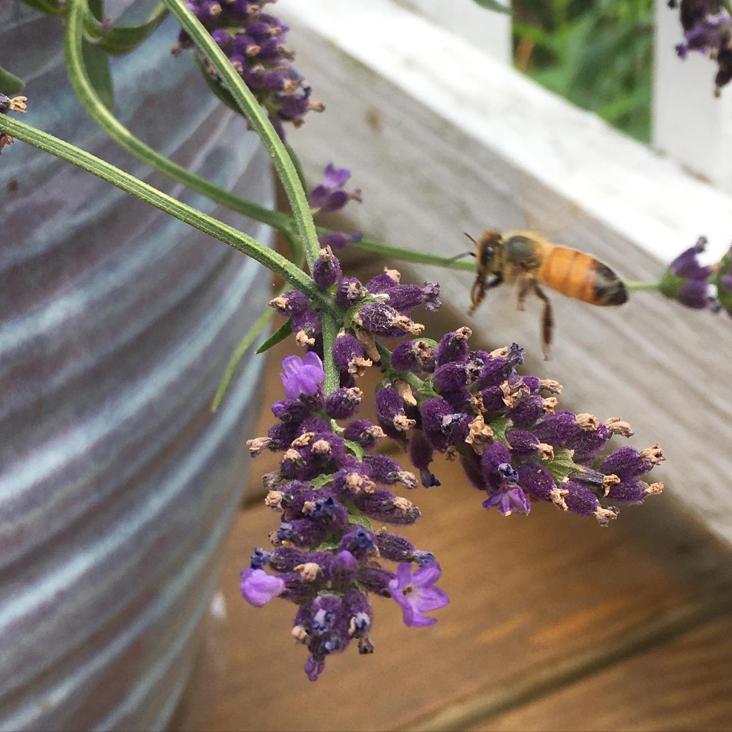 The bees love my lavender Well who doesnt love that smell Happy Friday the bees love my lavender well who doesnt love that smell happy friday honeybees lavendar container 1