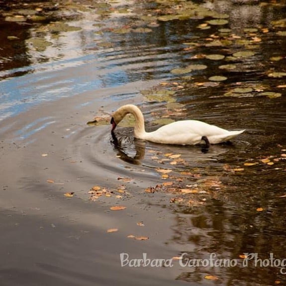 I see blue sky in the water Looks like its going to be a nice day Enjoy i see blue sky in the water looks like its going to be a nice day enjoy swans bluesky pondlife sou 3