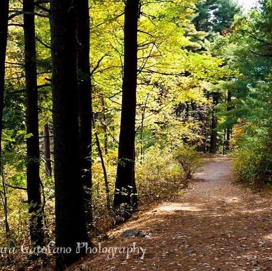  isellprintstoo happymonday woods paths newenglandfall photographer