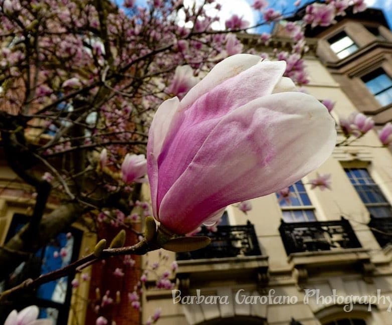  bostonspringtime magnolia comingsoontoacitynearyou photographer raw