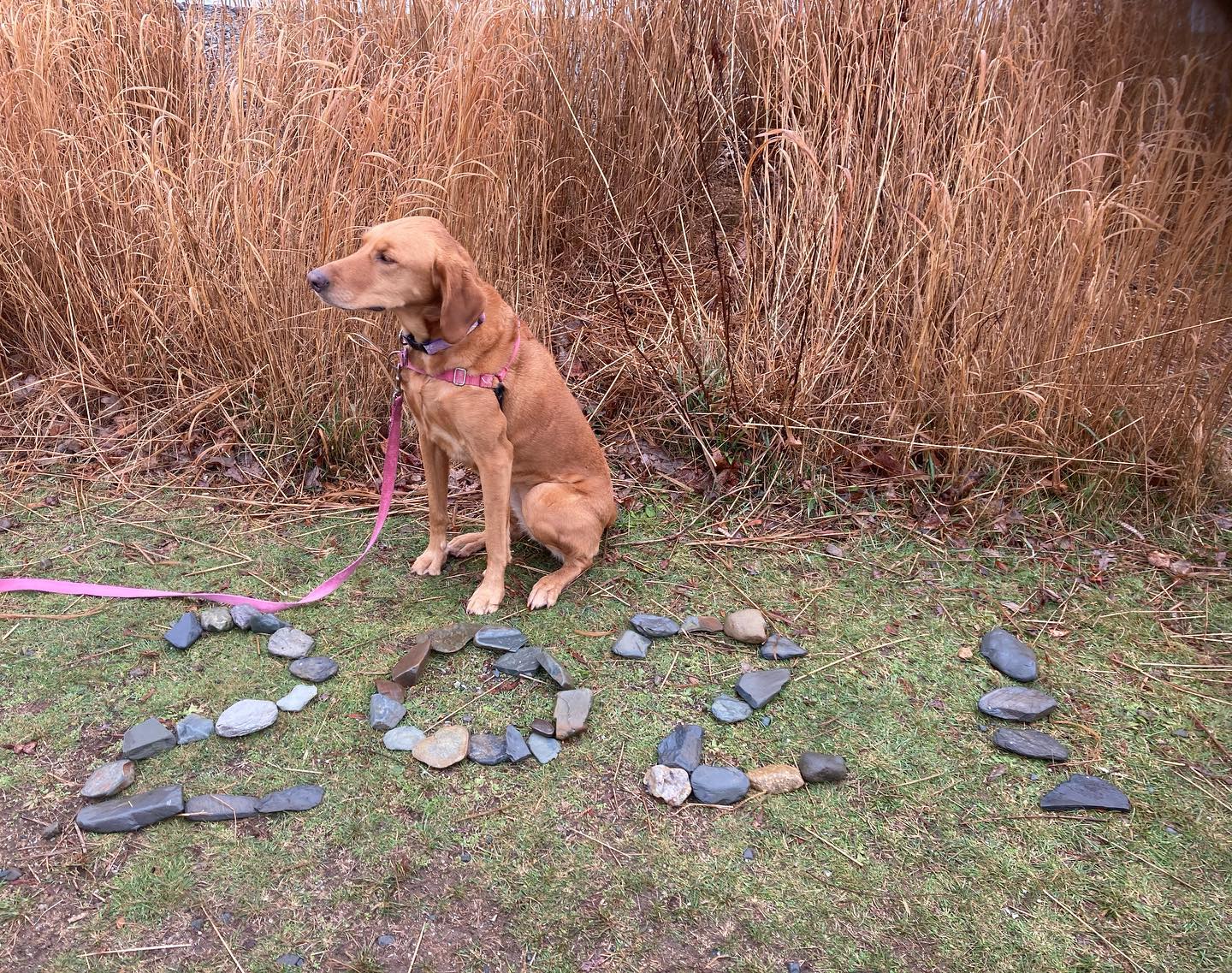 Sunny looking forward to 2021 sunny looking forward to 2021 southshorephotographer dog webbpark 2021 happynewyear2021 walking rain 1