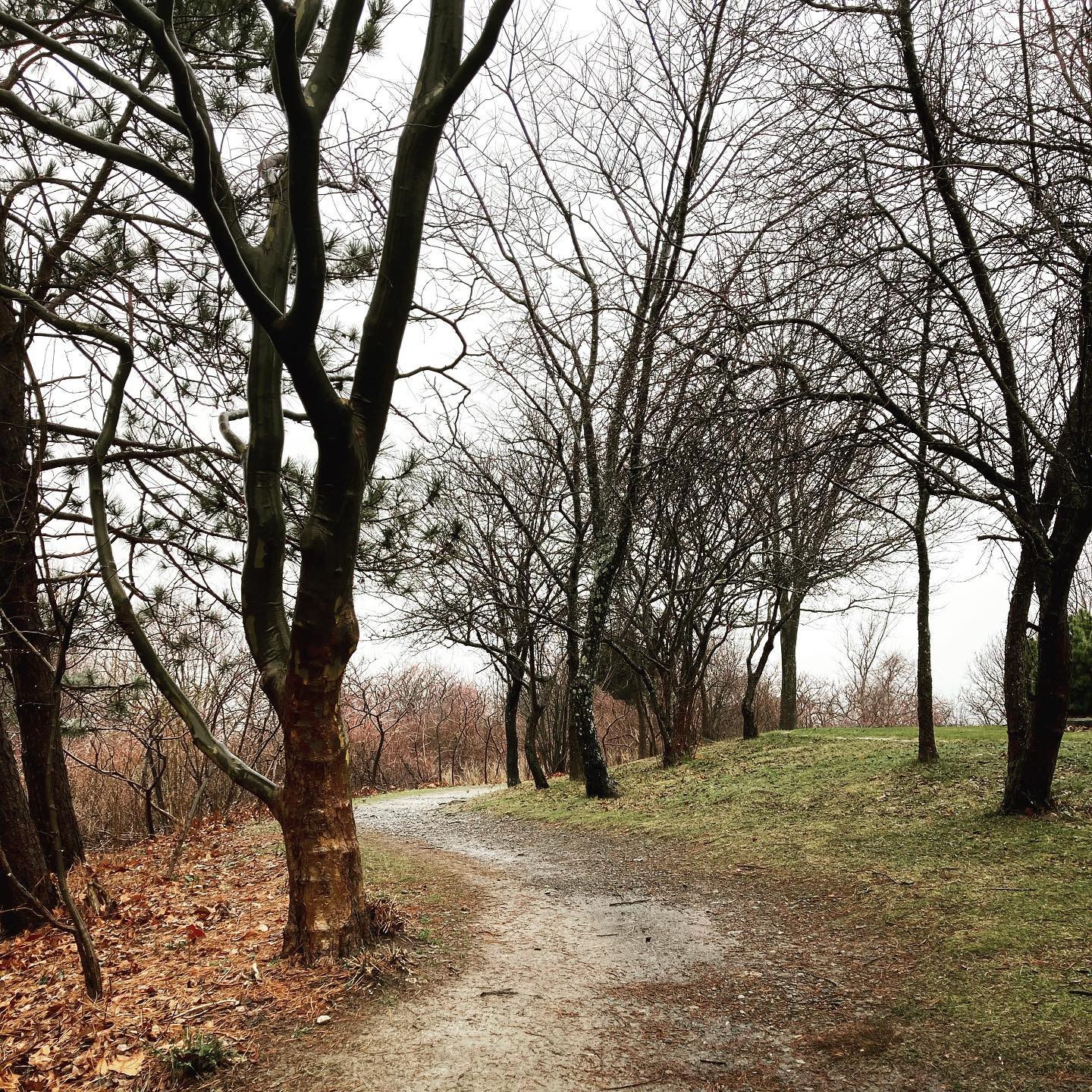 bgarophotocom walkinginthewinter baretrees paths photography southshorephotographer isellprintstoo messagemefordet 2