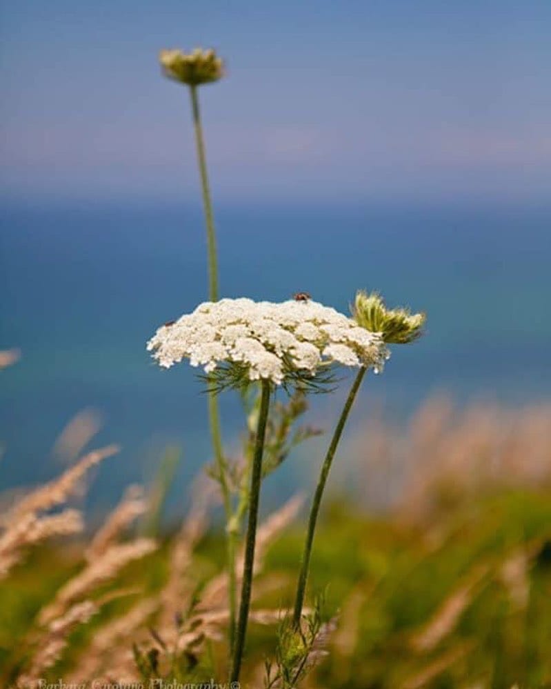 Happy St Patricks day happy st patricks day march2021 stpatricksday capecodphotography photographer isellprintstoo southsh