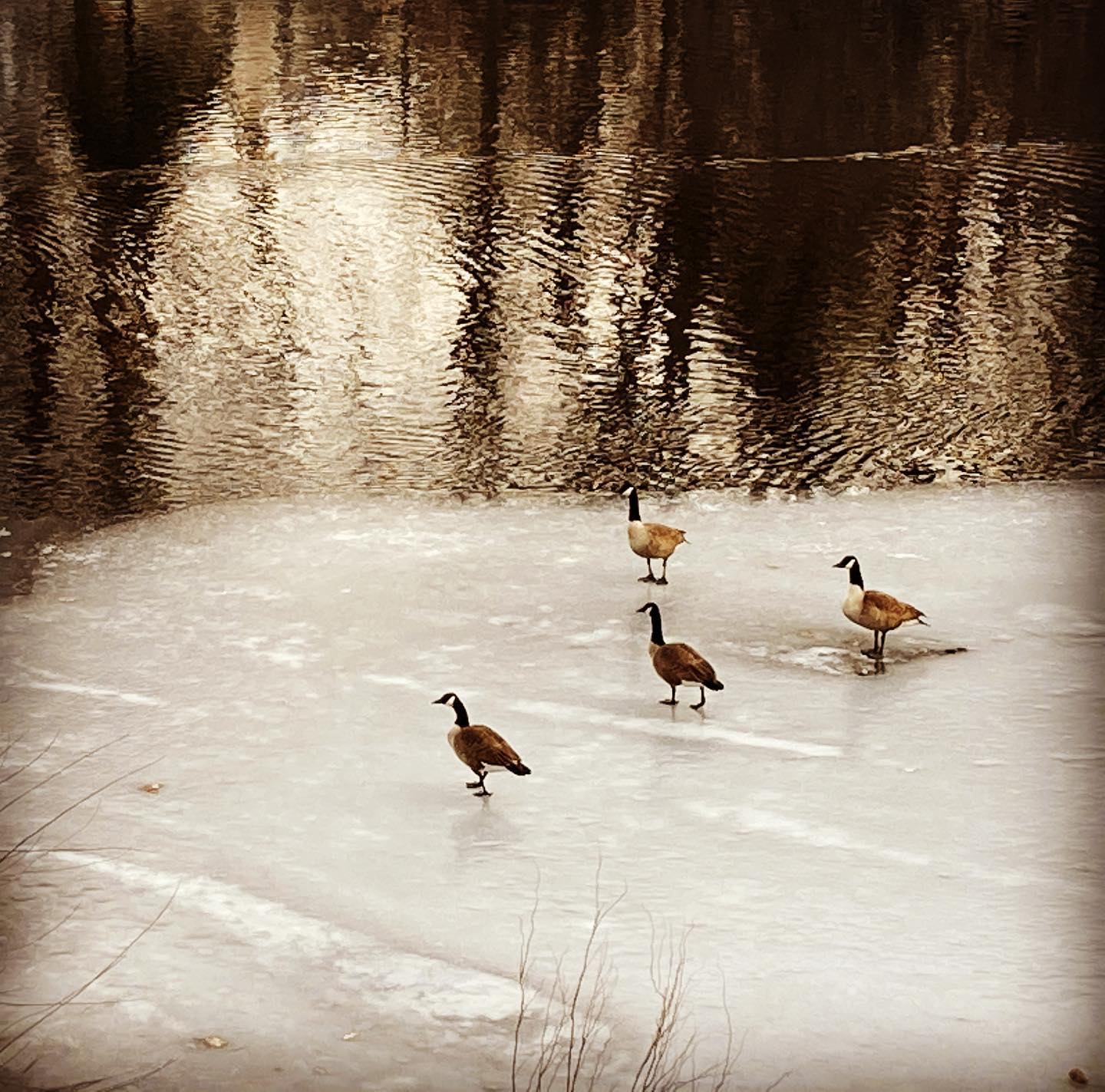 The ice will be melted today I hear the birds singing the ice will be melted today i hear the birds singing springiscoming spring2021 icemelt duckduckgoo