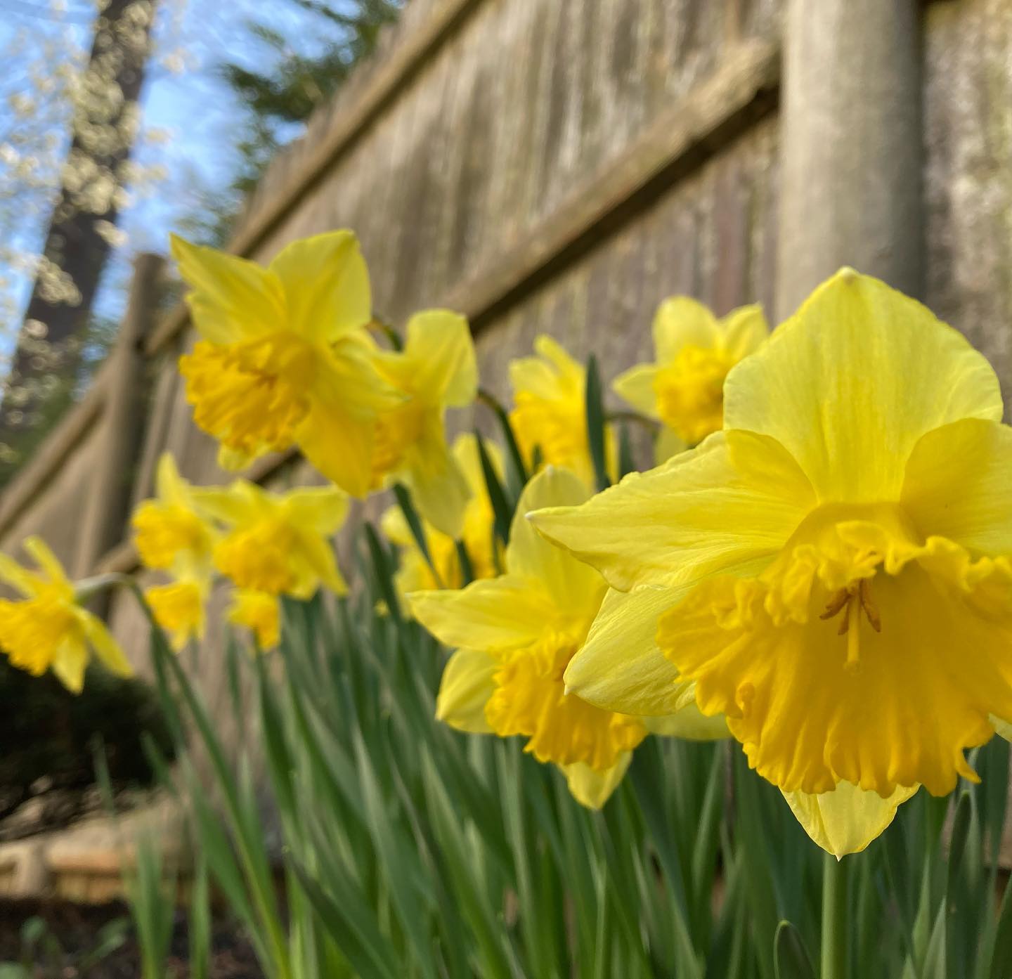 Daffodils are yellow trumpets 176125031 479303779830614 4171600208516391595 n 1