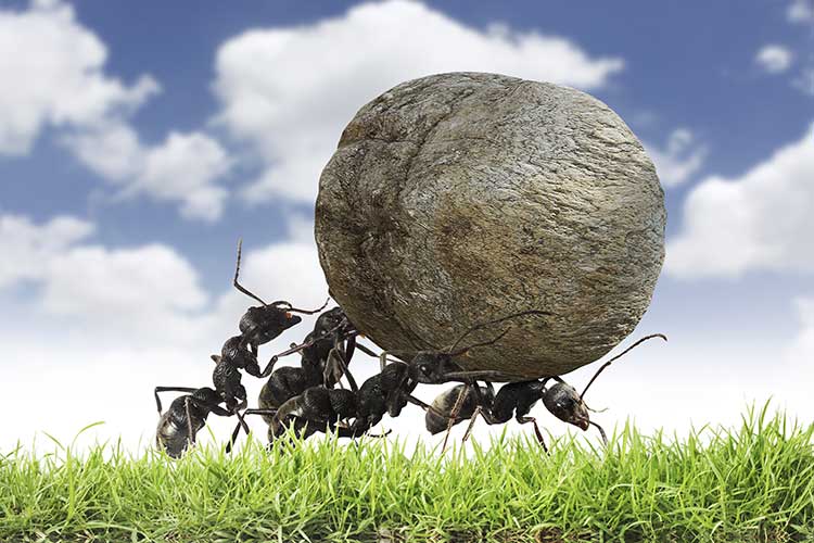 Boston SEO Company working hard: concept illustration of ants carrying a huge rock