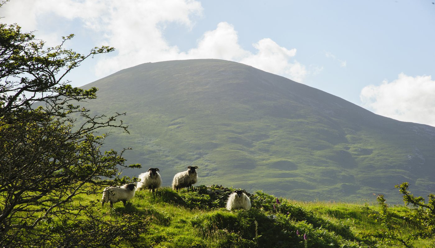 Sheep grazing, Mulranny, Co Mayo