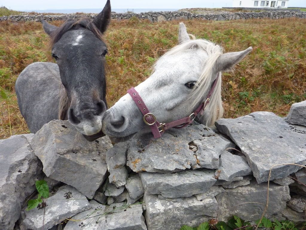 inishmore island horses inishmore island horses