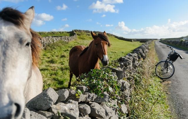 horses on the aran islands