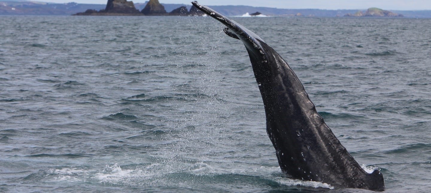 whale watching humpback whale whale watching humpback whale bg