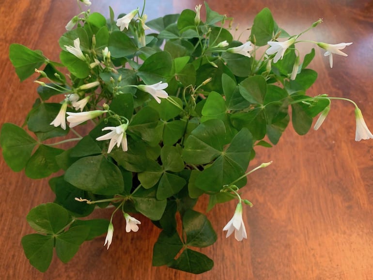 false shamrock plant