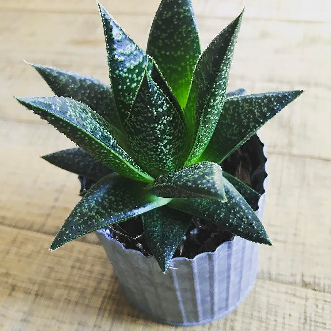 Beautiful plant from Fleur De Lis is getting me excited for spring to arrive  #heartenhome #homedecor #greenery #springtime #sopomaine #maine