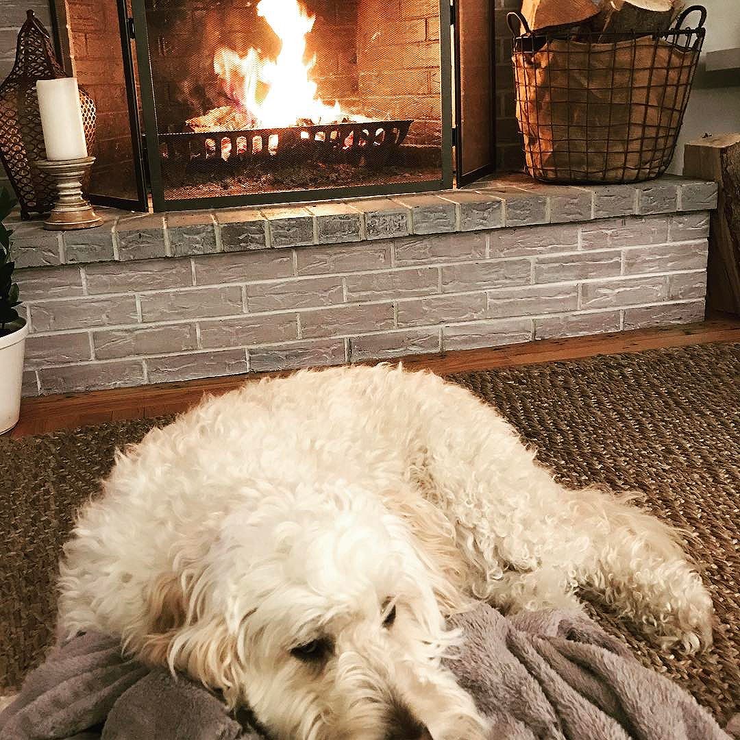 Making the most of this March blizzard with my puppy #fire #maine #blizzard #staywarm #goldendoodle #thewaylifeshouldbe #heartenhome