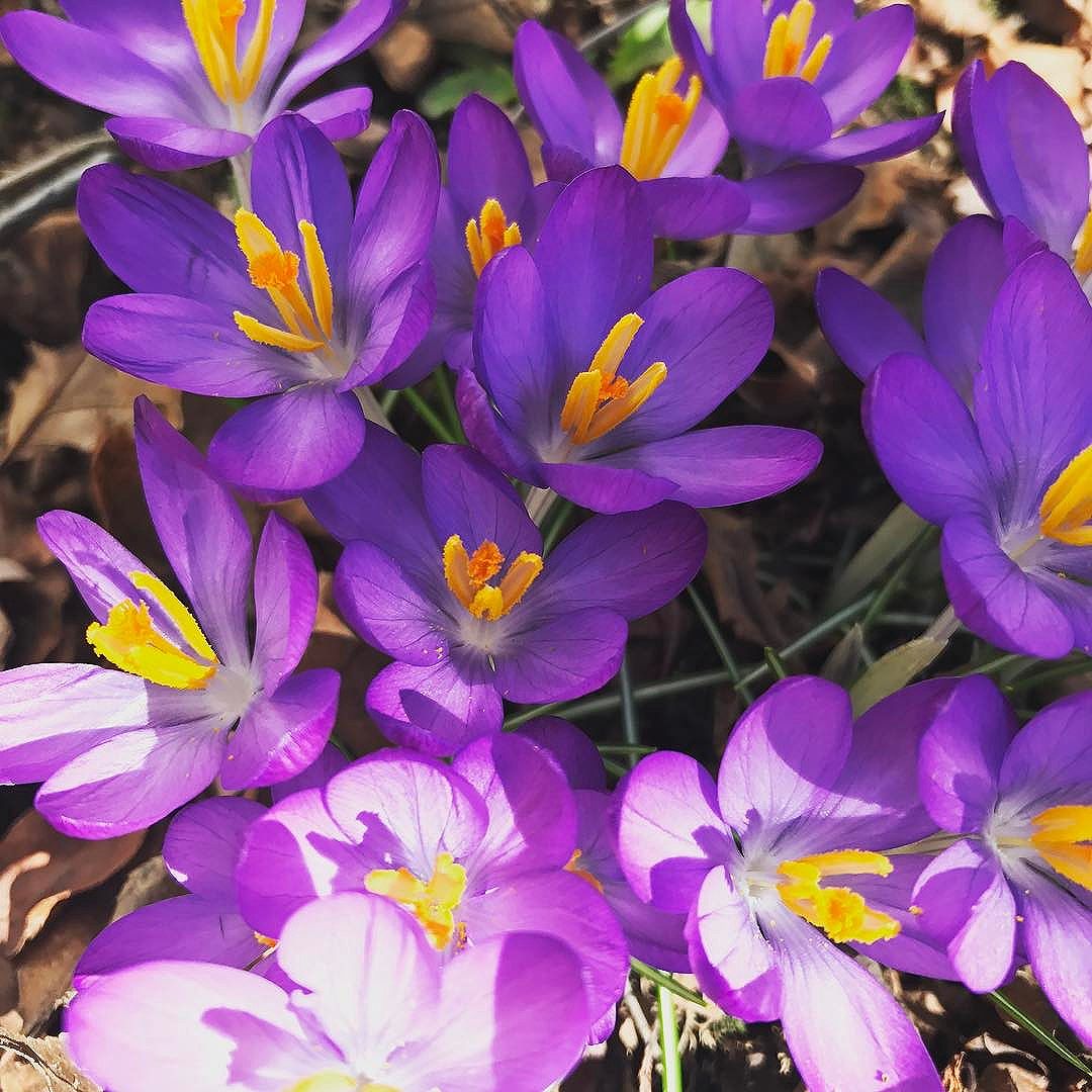 First flowers spotted in the yard and just got so excited  #spring #flowers #nature #colorinspiration #naturalmaine #maine #heartenhome #thewaylifeshouldbe