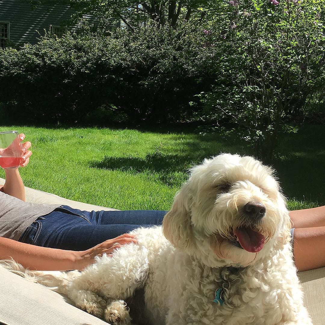 Hammock kind of weekend #hammocklife #memorialdayweekend #minigoldendoodle #goodtimes #portlandmaine #maine #heartenhome #thewaylifeshouldbe