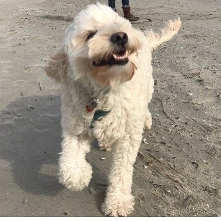 Proud of Jack for his first volunteer event as an official therapy dog! He loved it! Looking forward to another volunteer opportunity hopefully soon.